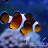 Amphiprion ocellaris Clownfisch Nachzucht