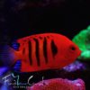 Centropyge loricula - Flammen-Zwergkaiserfisch (PAAR)