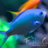 Chromis viridis - grünes Schwalbenschwänzchen