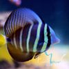 Zebrasoma veliferum – Segelflossen Doktorfisch