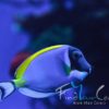 Weißkehl Doktorfisch - Acanthurus Leucosternon Gr M
